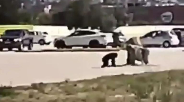 Πυροβόλησαν τον χιμπατζή πριν φτάσει η αστυνομία!