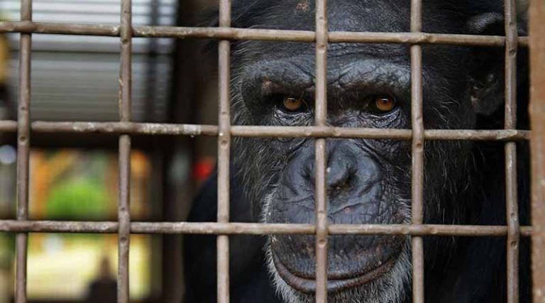 Τραγικό! Σκότωσαν χιμπατζή στο Αττικό Ζωολογικό Πάρκο