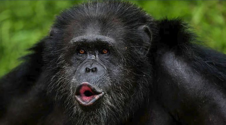 Πυκνώνουν οι φωνές: “Δολοφόνησαν έναν αθώο χιμπατζή”