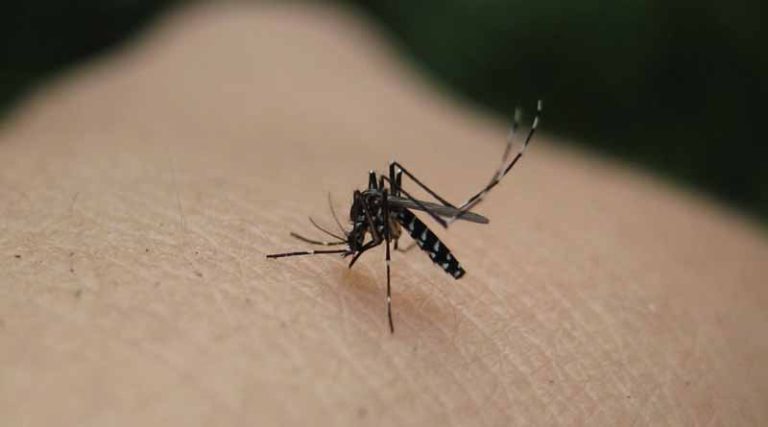 Ο Δήμος Αχαρνών ανακοινώνει την 14η εφαρμογή ψεκασμών για τα κουνούπια