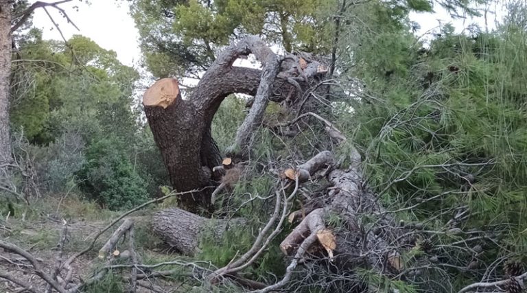 Έκοβαν δένδρο στη Ραφήνα με ακραίες καιρικές συνθήκες