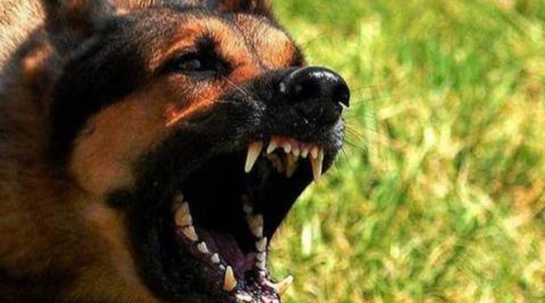 Πόρτο Ράφτη: Προσοχή, σκυλί επιτίθεται σε ανθρώπους