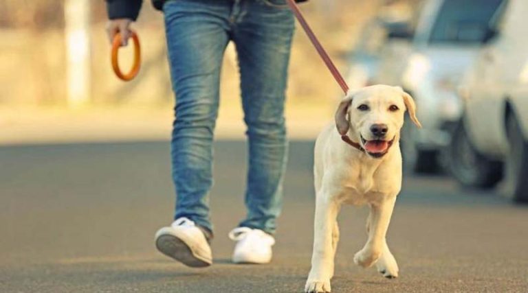 Θέλετε να ζείτε σε μια ασφαλή γειτονιά; Πάρτε ένα σκύλο συντροφιάς!