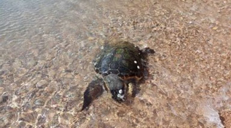 Τι κρίμα! Βρήκαν χελώνα καρέτα καρέτα νεκρή