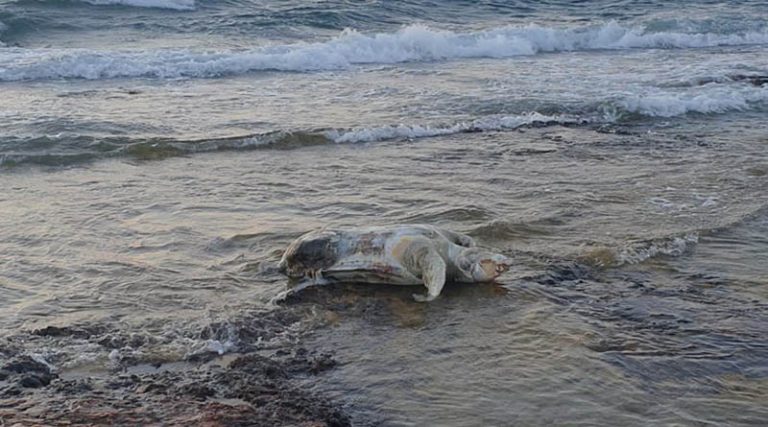 Βρήκαν νεκρή μια τεράστια χελώνα στα νερά της Βραυρώνας