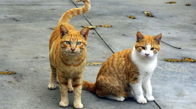 Δωρεάν στειρώσεις σε αδέσποτες γάτες στον Μαραθώνα