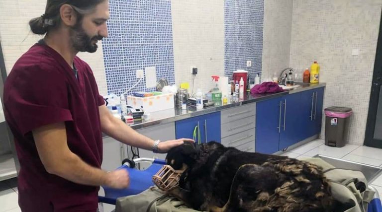 Ωρωπός: Οργή και αποτροπαισμός για τη θανάτωση δύο αδέσποτων σκύλων