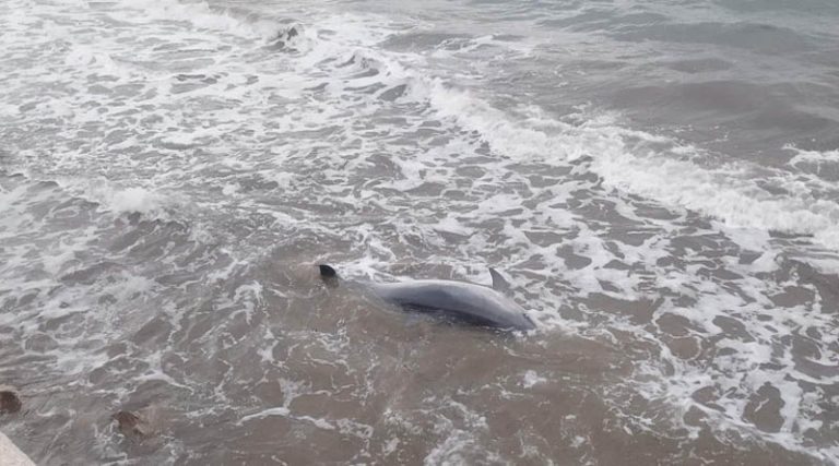 Τι συνέβη με το νεκρό δελφίνι στην παραλία του Μαραθώνα (φωτό)