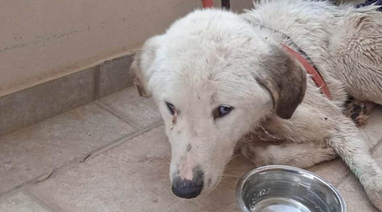 Γραμματικό: Έκκληση από τον Σύλλογο Ζωόφιλων για πληγωμένη σκυλίτσα