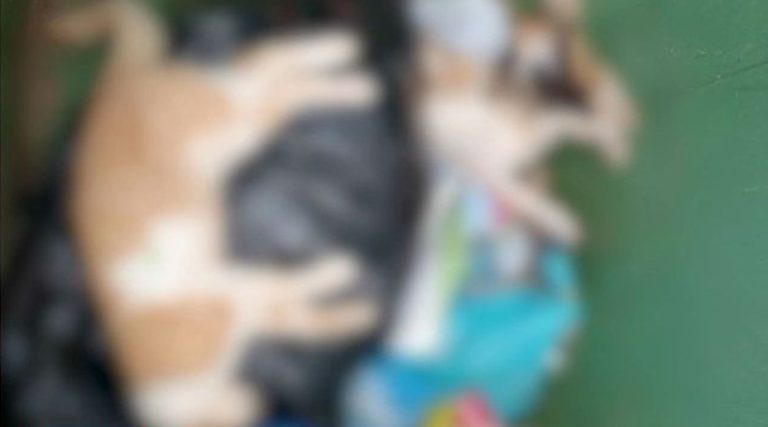 Μαρκόπουλο: Δεκάδες γατούλες στα σκουπίδια και σκυλιά έχουν εξαφανιστεί μέσα σε μία νύχτα