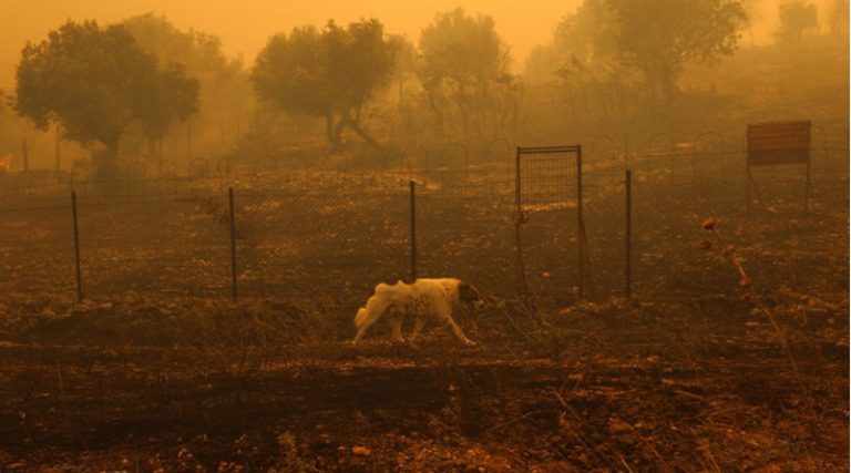 Εισαγγελική έρευνα για τα ζώα που κάηκαν σε ιδιωτικό καταφύγιο στο Λαγονήσι