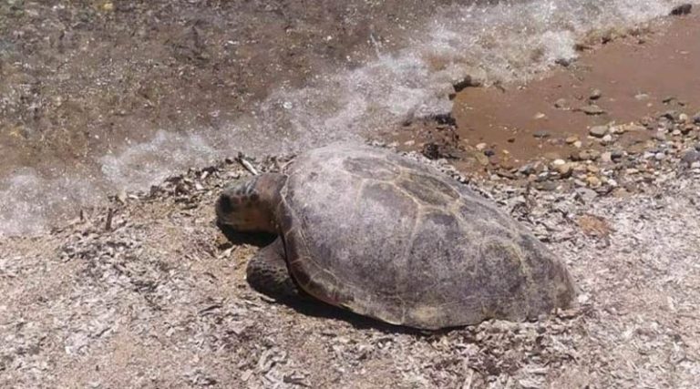 Νεκρή θαλάσσια χελώνα στην Αργυρά Ακτή