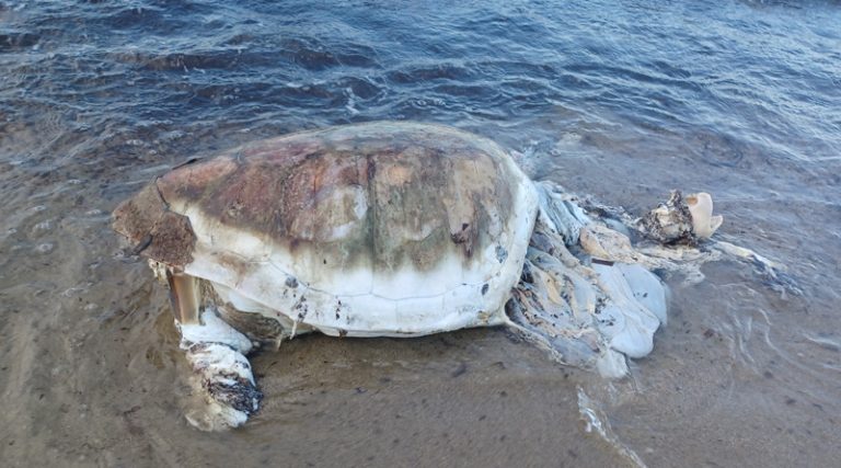 Νεκρή θαλάσσια χελώνα στην παραλία του Φίλιππα (φωτό)