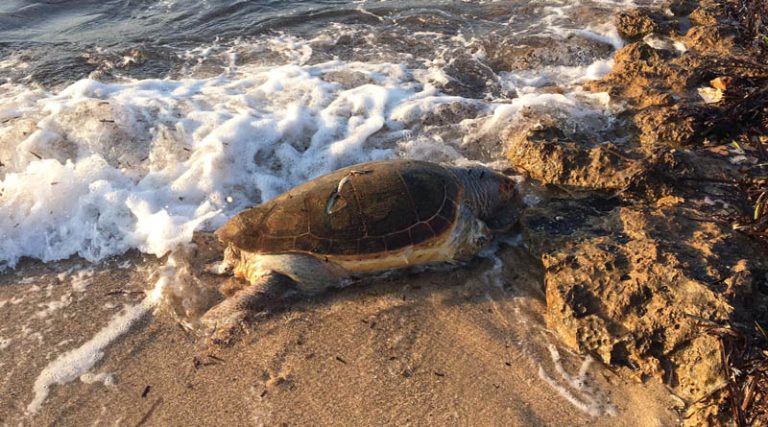 Νεκρή θαλάσσια χελώνα στη Χαμολιά (φωτό+βίντεο)