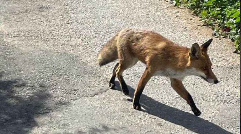 Τι γυρεύει η αλεπού στη Νέα Μάκρη; (φωτό)