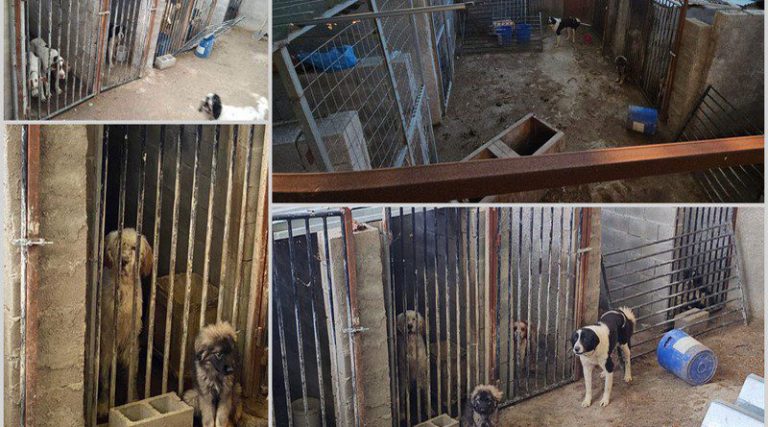 Αδέσποτα σκυλιά ζουν σε τραγικά κελιά σε οικόπεδο στις Αχαρνές