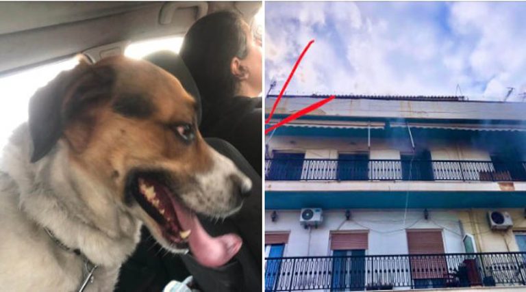 Τραγωδία στην Ανάβυσσο: Έπασχε από άνοια η ηλικιωμένη που βρέθηκε νεκρή μετά από φωτιά σε διαμέρισμα – Σώθηκε το σκυλάκι της!